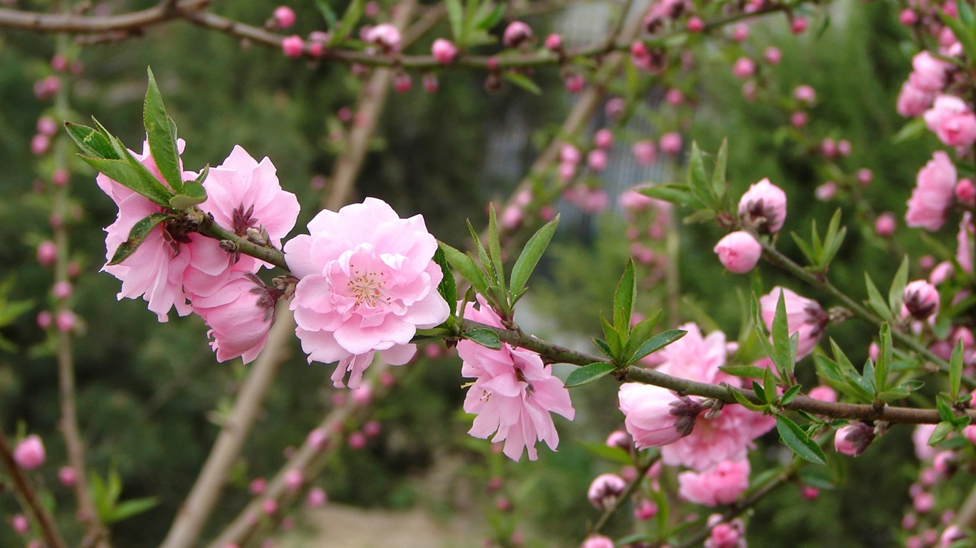 Pink peach flowers HD wallpaper #6 - 1366x768