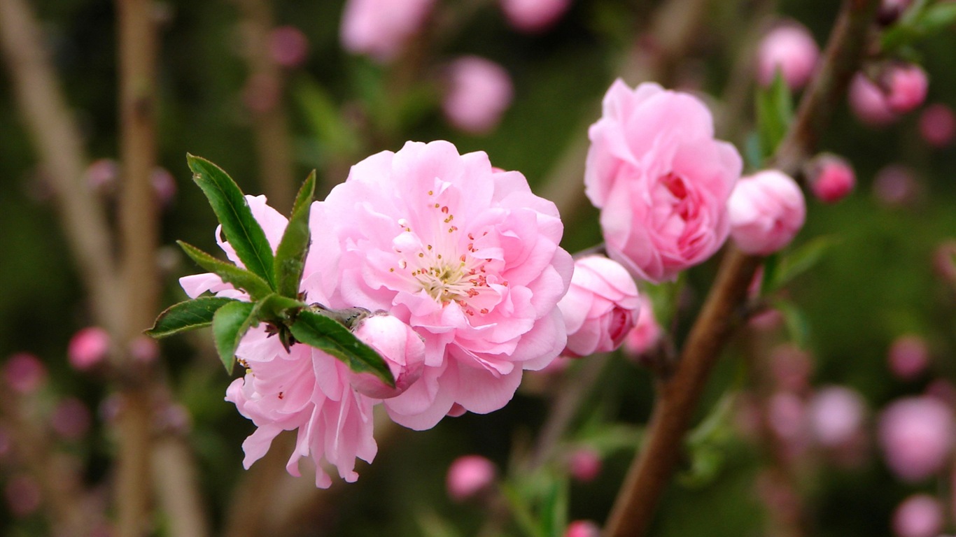 Pink peach flowers HD wallpaper #7 - 1366x768