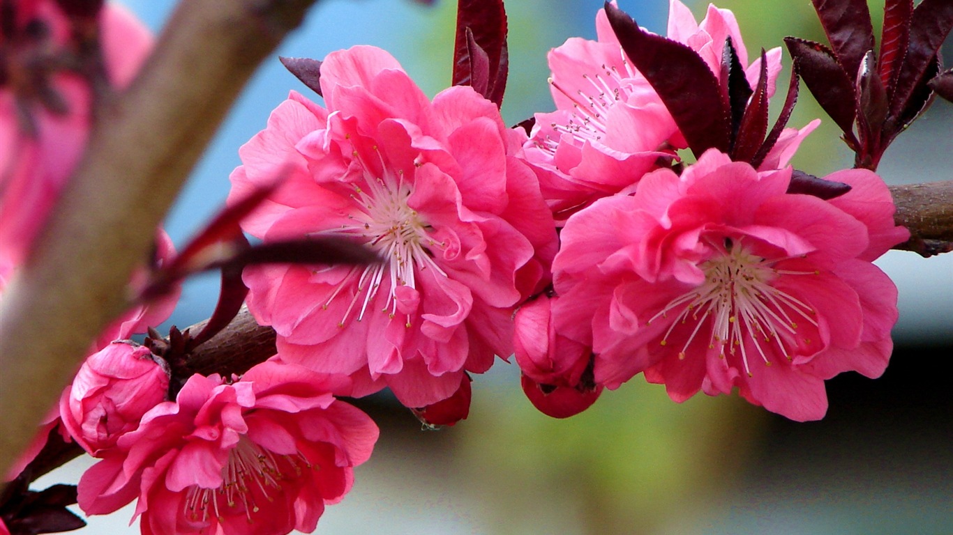 Pink peach flowers HD wallpaper #9 - 1366x768