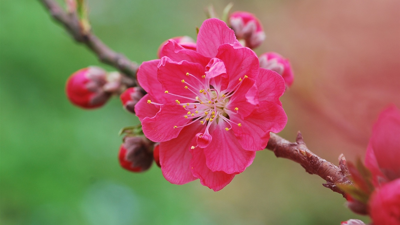 Pink peach flowers HD wallpaper #10 - 1366x768