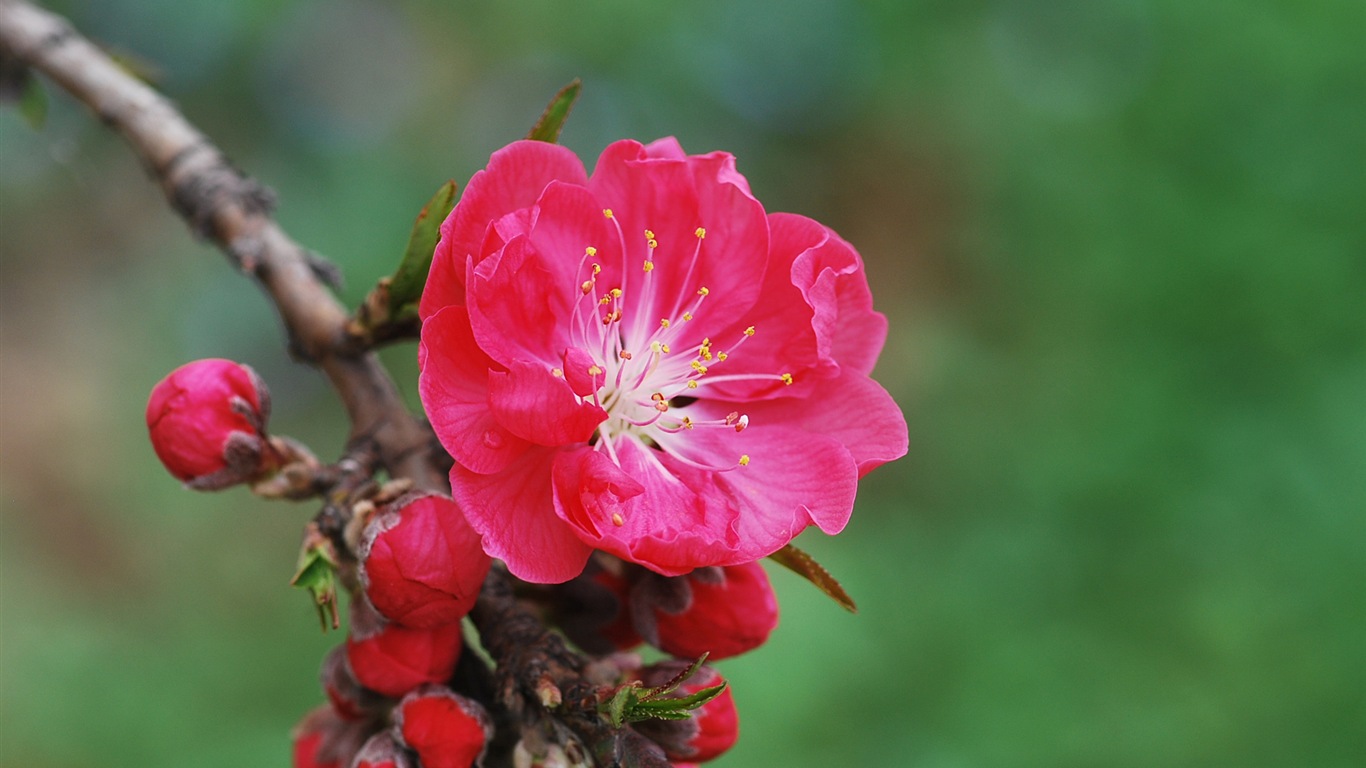 Pink peach flowers HD wallpaper #11 - 1366x768