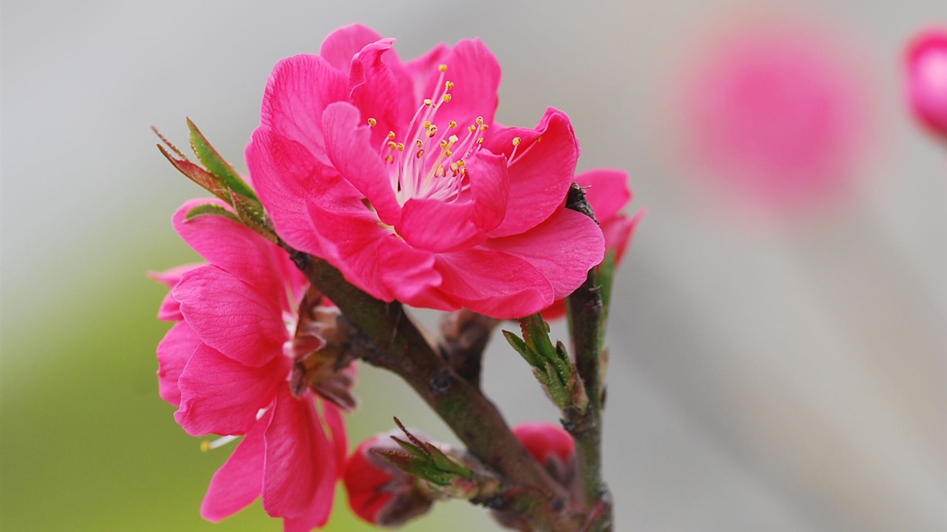 Pink peach flowers HD wallpaper #12 - 1366x768