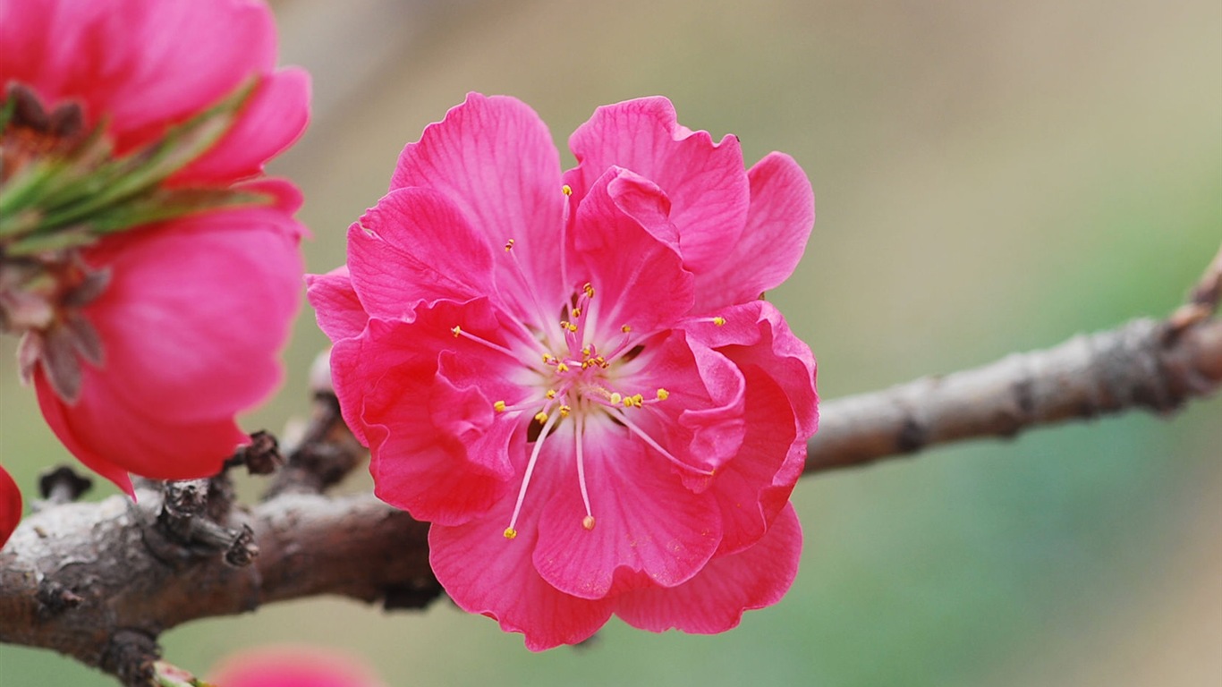 Pink peach flowers HD wallpaper #13 - 1366x768