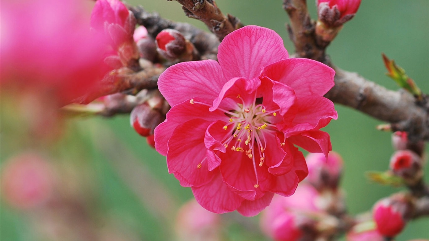 Flores de color rosa melocotón fondo de pantalla HD #14 - 1366x768