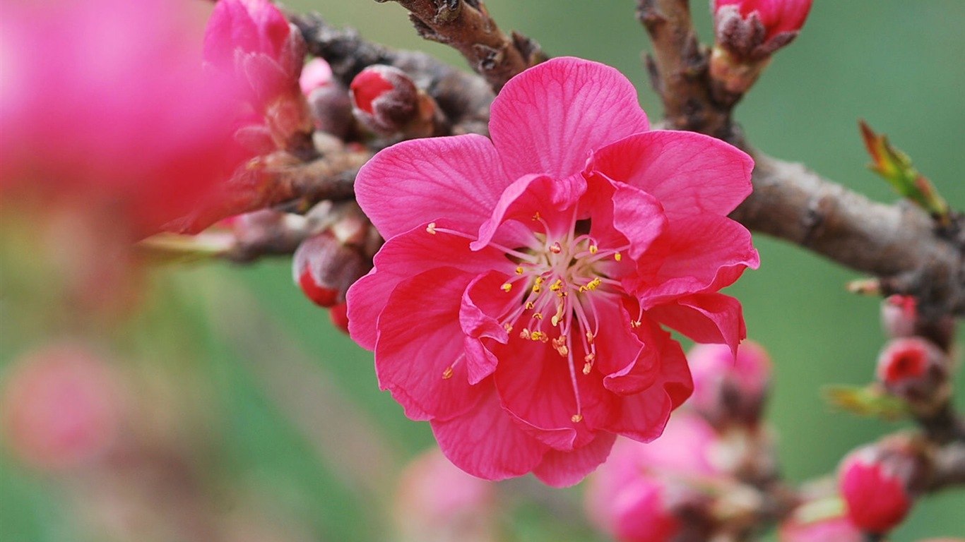 粉红的桃花 高清壁纸14 - 1366x768