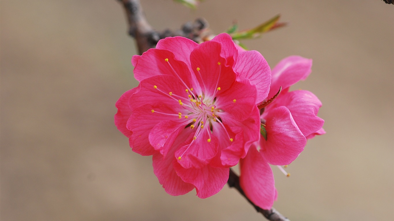粉红的桃花 高清壁纸15 - 1366x768