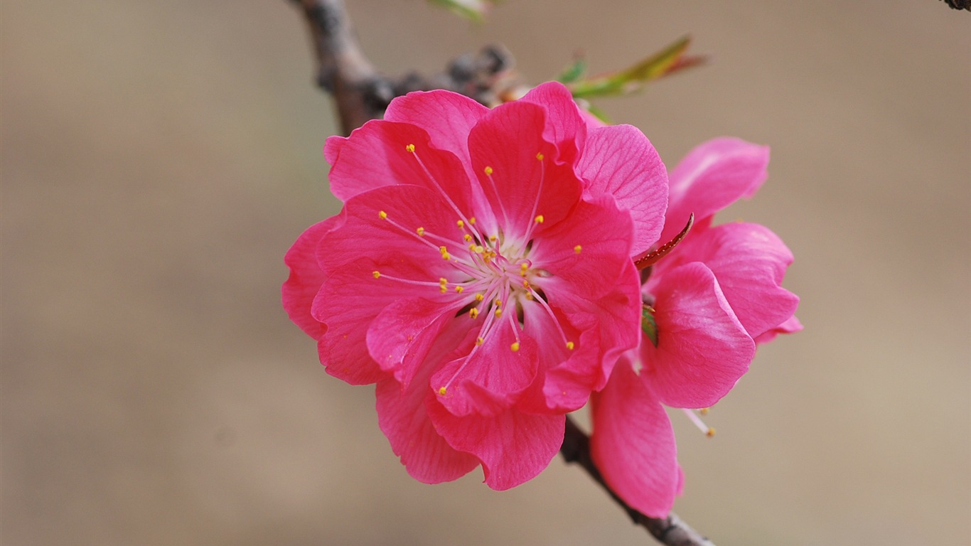 Pink peach flowers HD wallpaper #15 - 1366x768