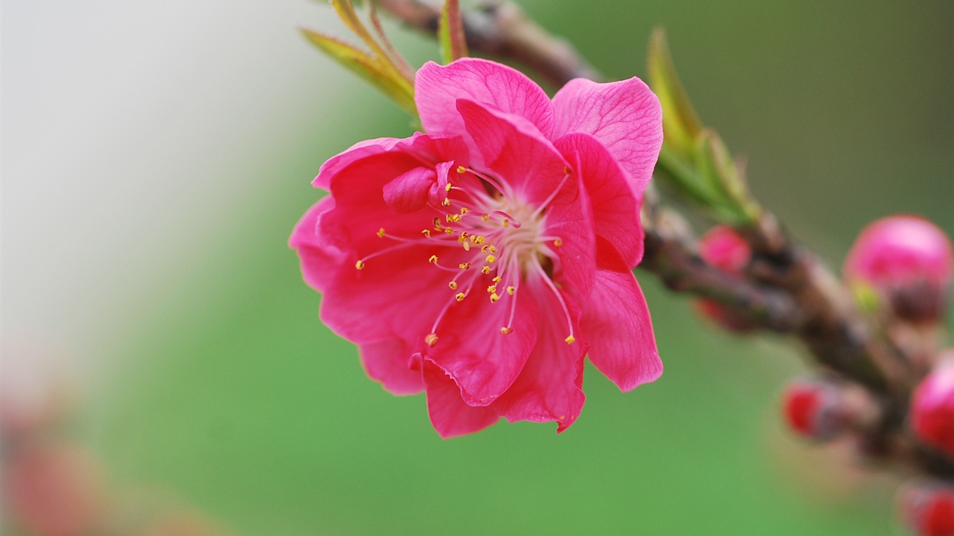 粉红的桃花 高清壁纸16 - 1366x768