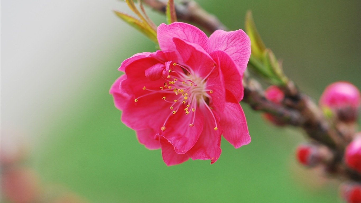 粉紅的桃花 高清壁紙 #16 - 1366x768