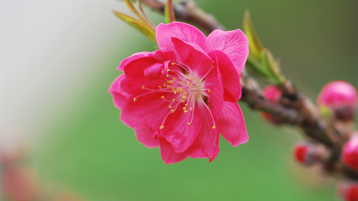 Pink peach flowers HD wallpaper #16 - 1366x768