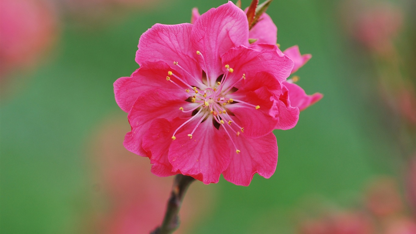 Pink peach flowers HD wallpaper #17 - 1366x768