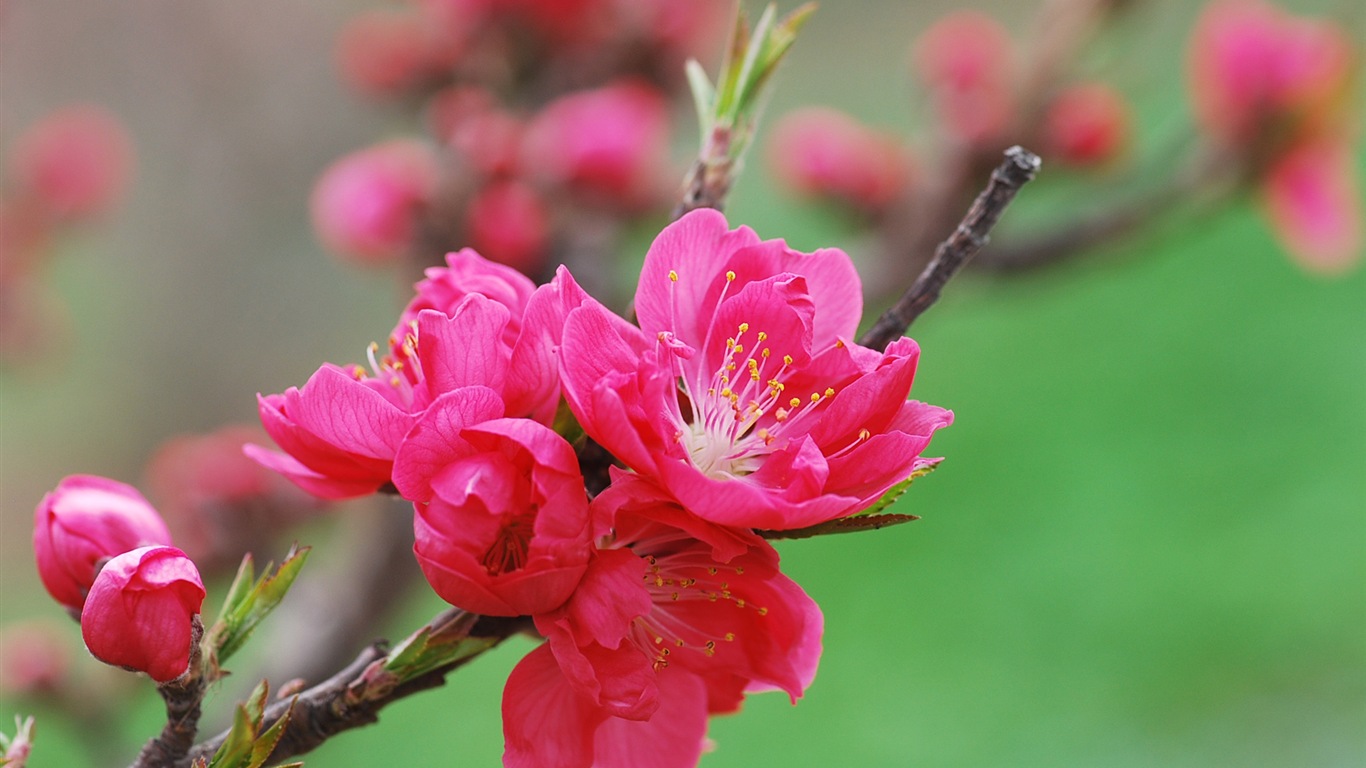 Pink peach flowers HD wallpaper #18 - 1366x768