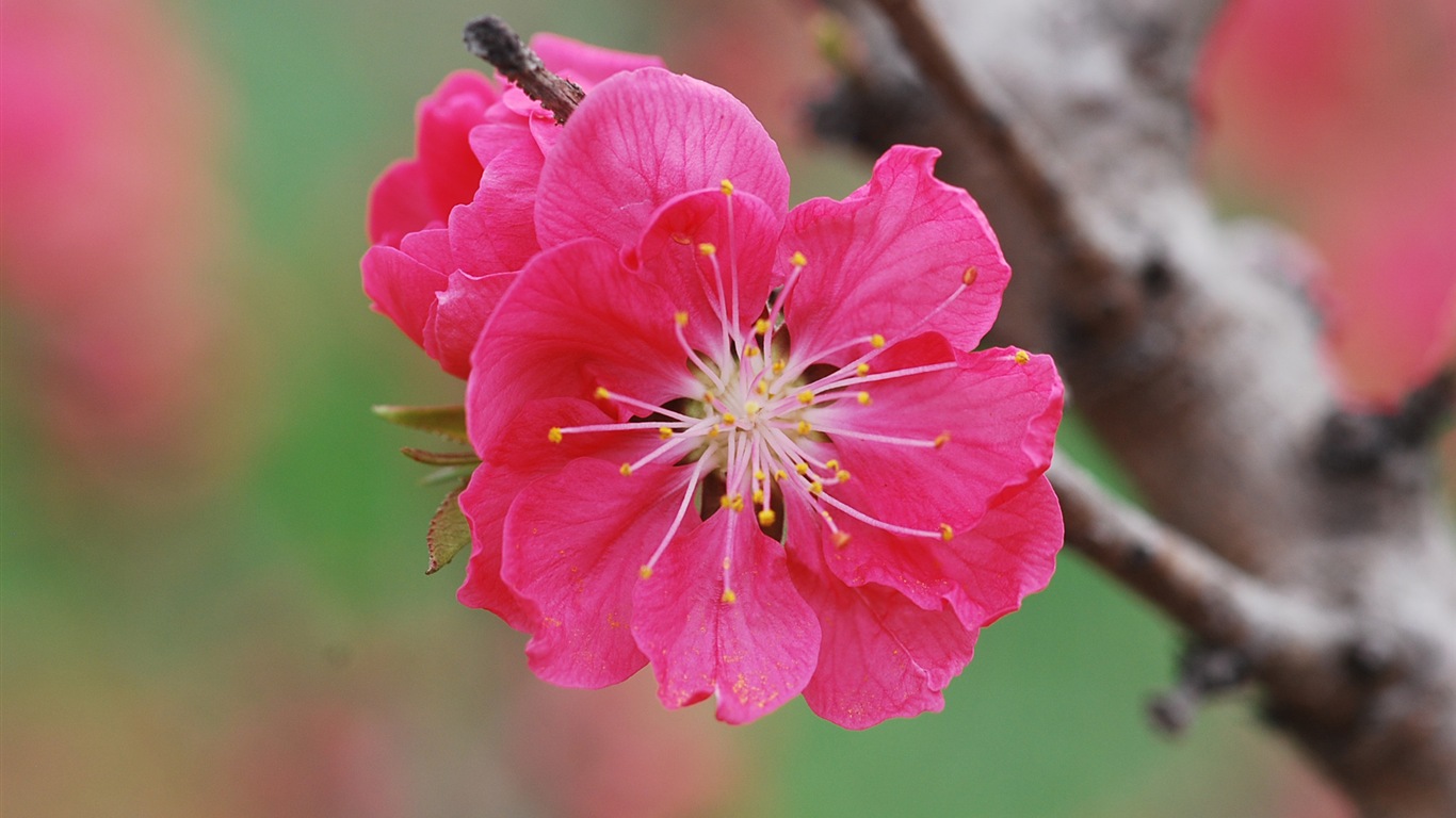 핑크 복숭아 꽃의 HD 벽지 #19 - 1366x768