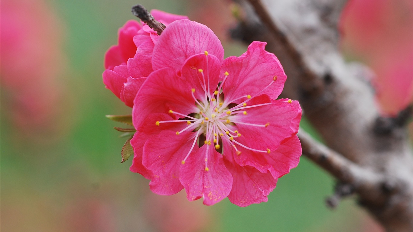 Pink peach flowers HD wallpaper #19 - 1366x768