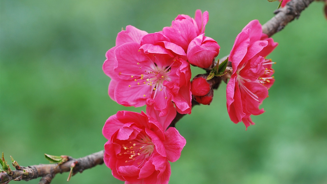 Pink peach flowers HD wallpaper #20 - 1366x768