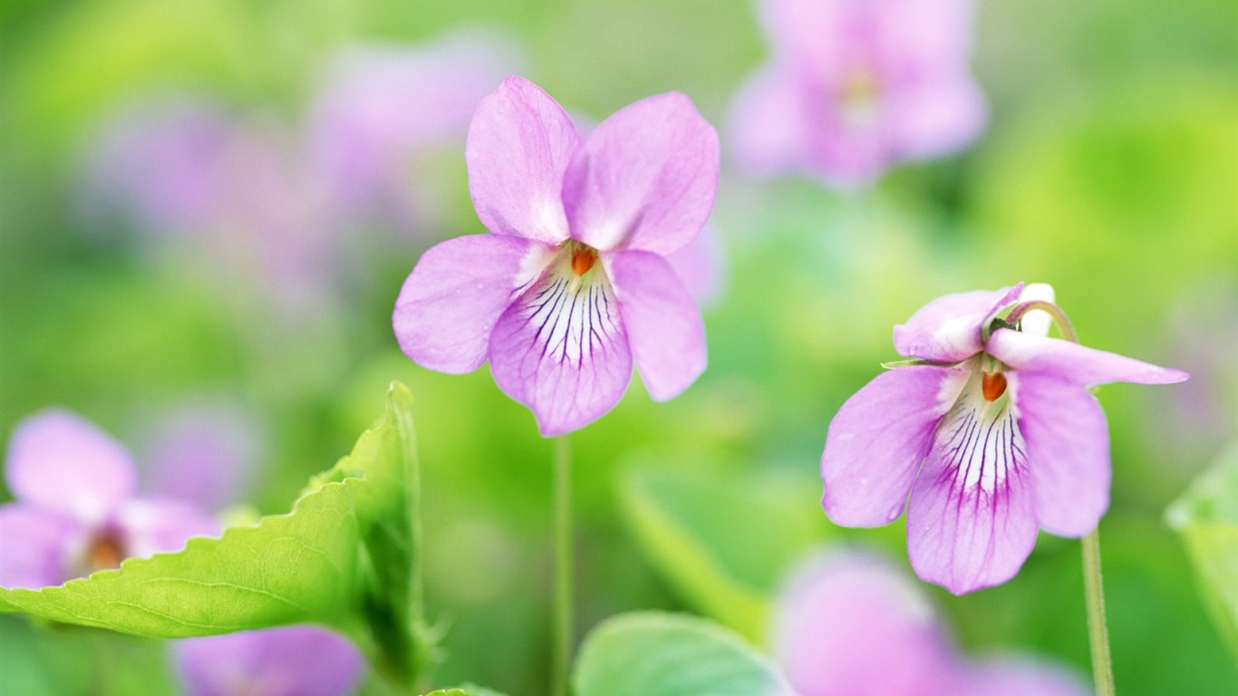 Hazy belles fleurs d'écran HD #1 - 1366x768