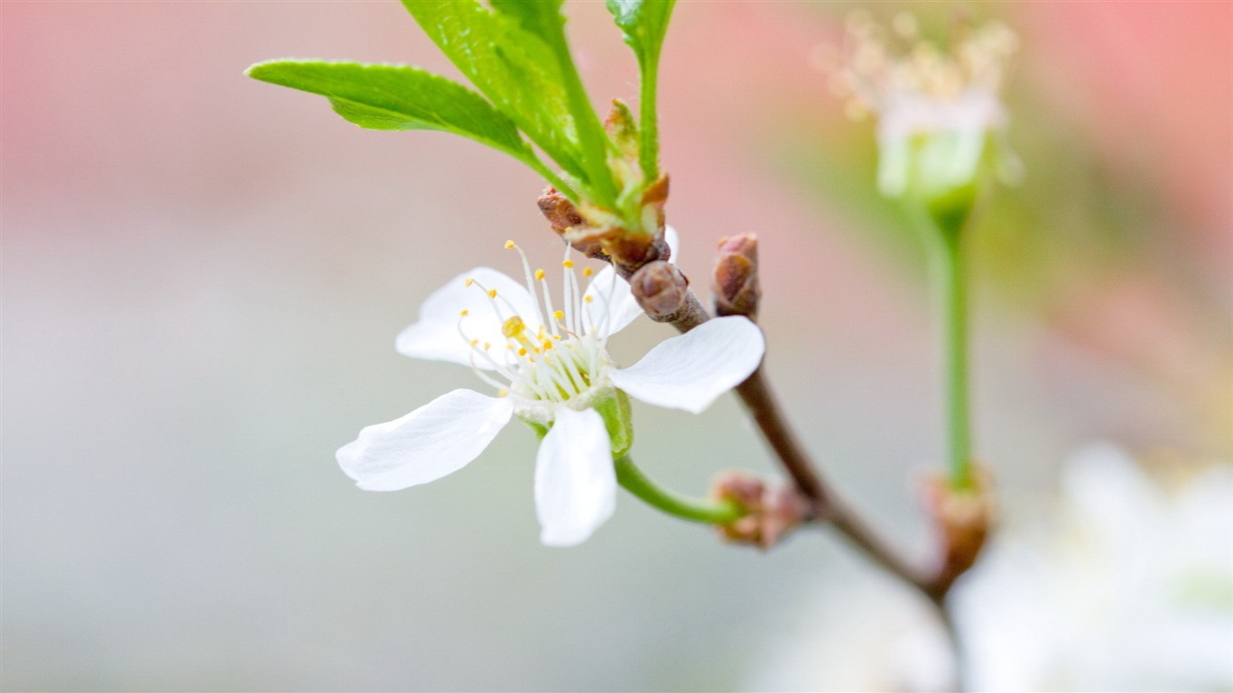 Hazy beautiful flowers HD wallpaper #2 - 1366x768