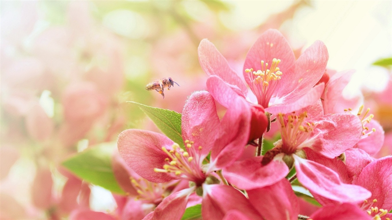 Hazy belles fleurs d'écran HD #5 - 1366x768