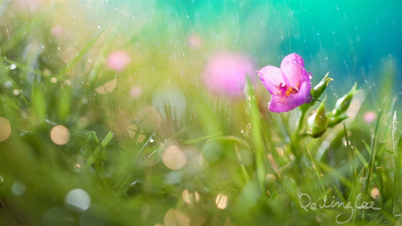 Hazy hermosas flores fondos de escritorio de alta definición #8 - 1366x768