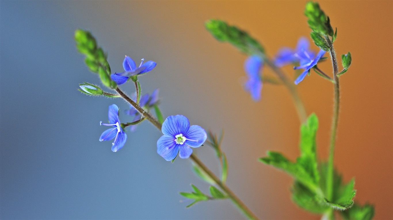 Hazy hermosas flores fondos de escritorio de alta definición #9 - 1366x768