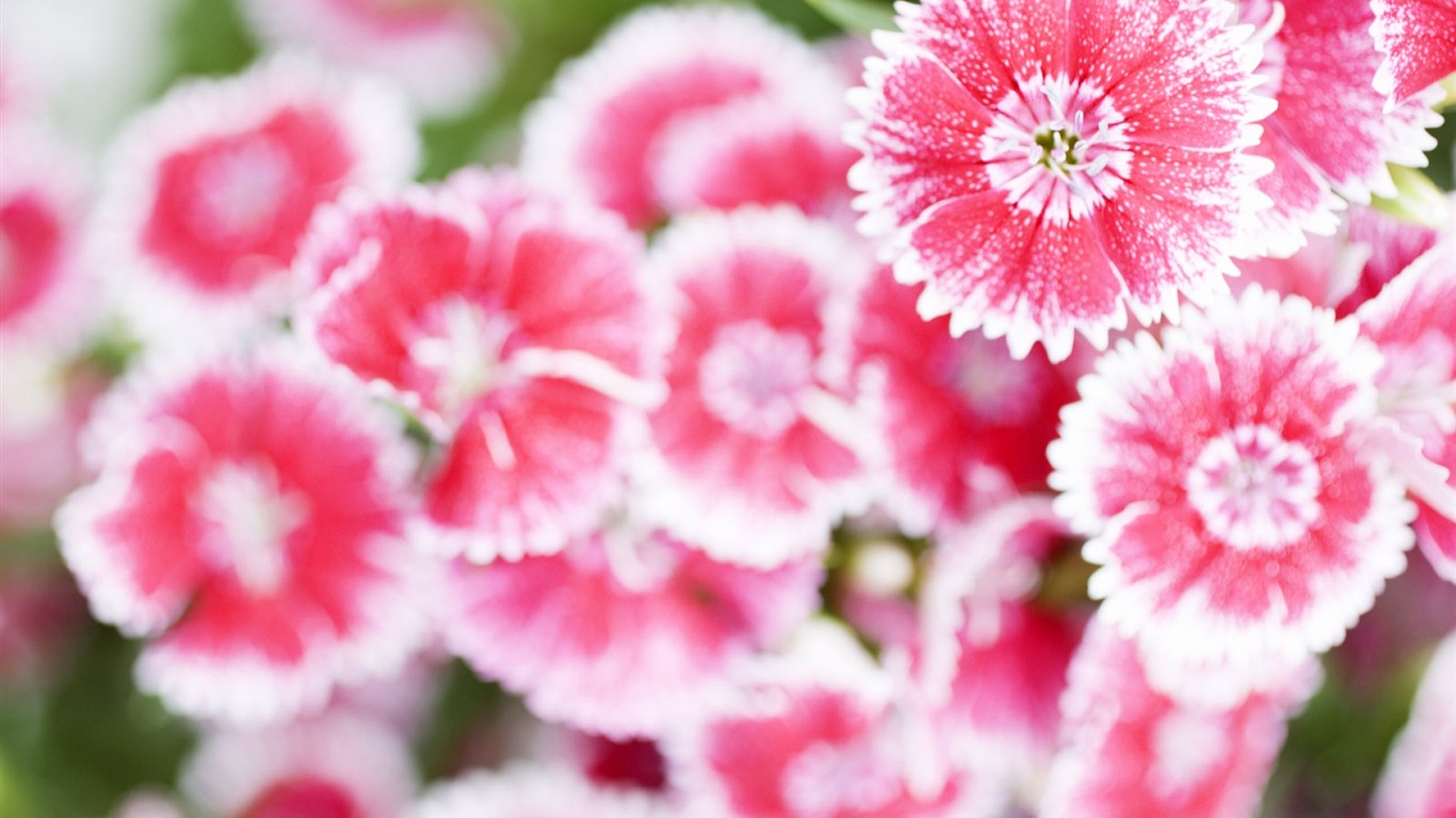 Hazy hermosas flores fondos de escritorio de alta definición #12 - 1366x768