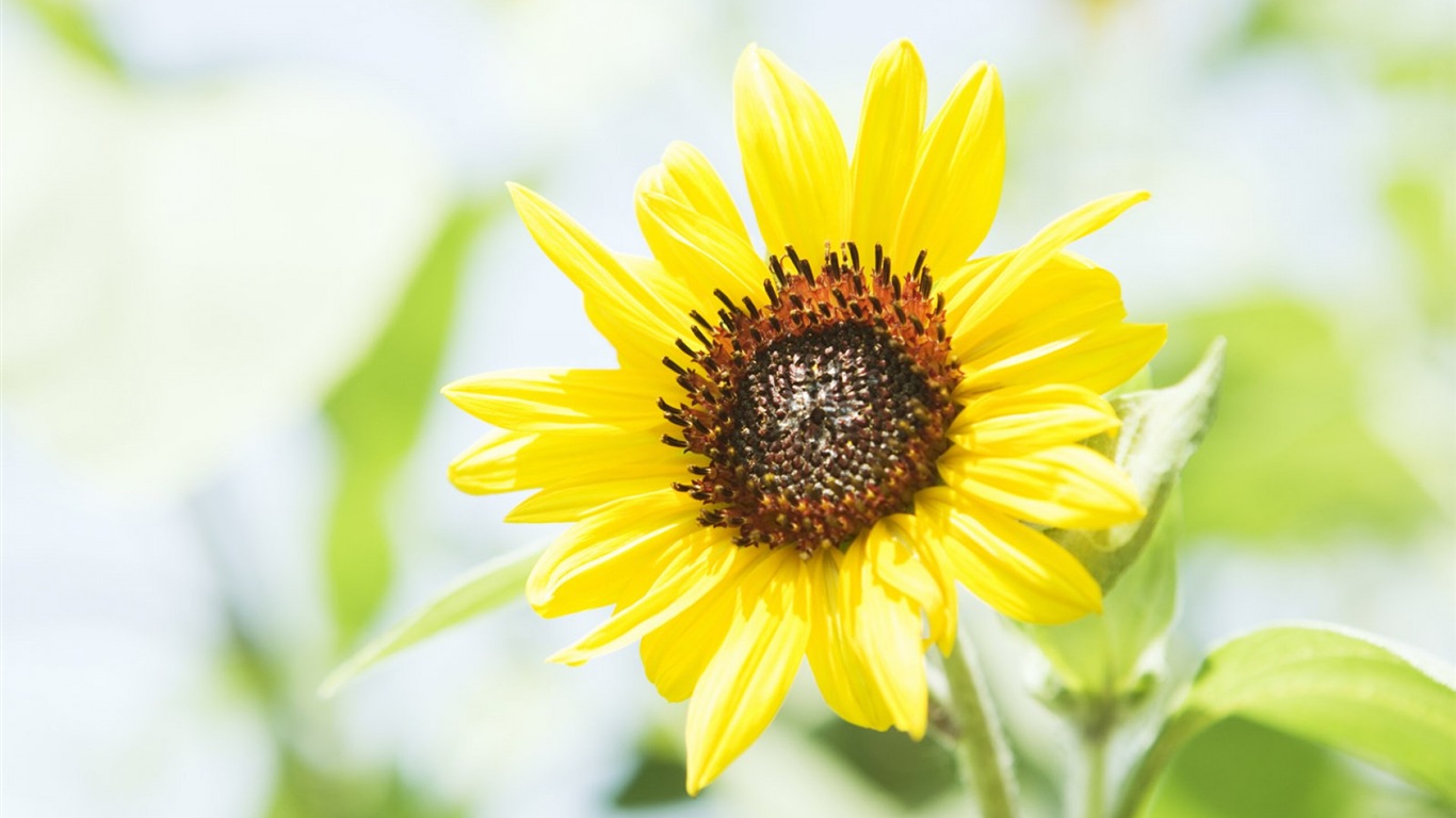 Hazy belles fleurs d'écran HD #13 - 1366x768