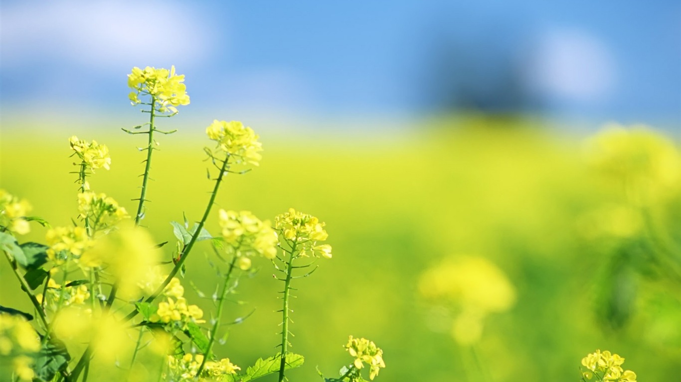 朦朧唯美花朵高清壁紙 #14 - 1366x768