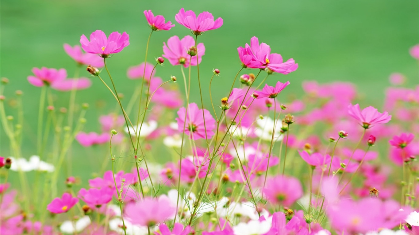 헷갈리는 아름다운 꽃의 HD 벽지 #15 - 1366x768