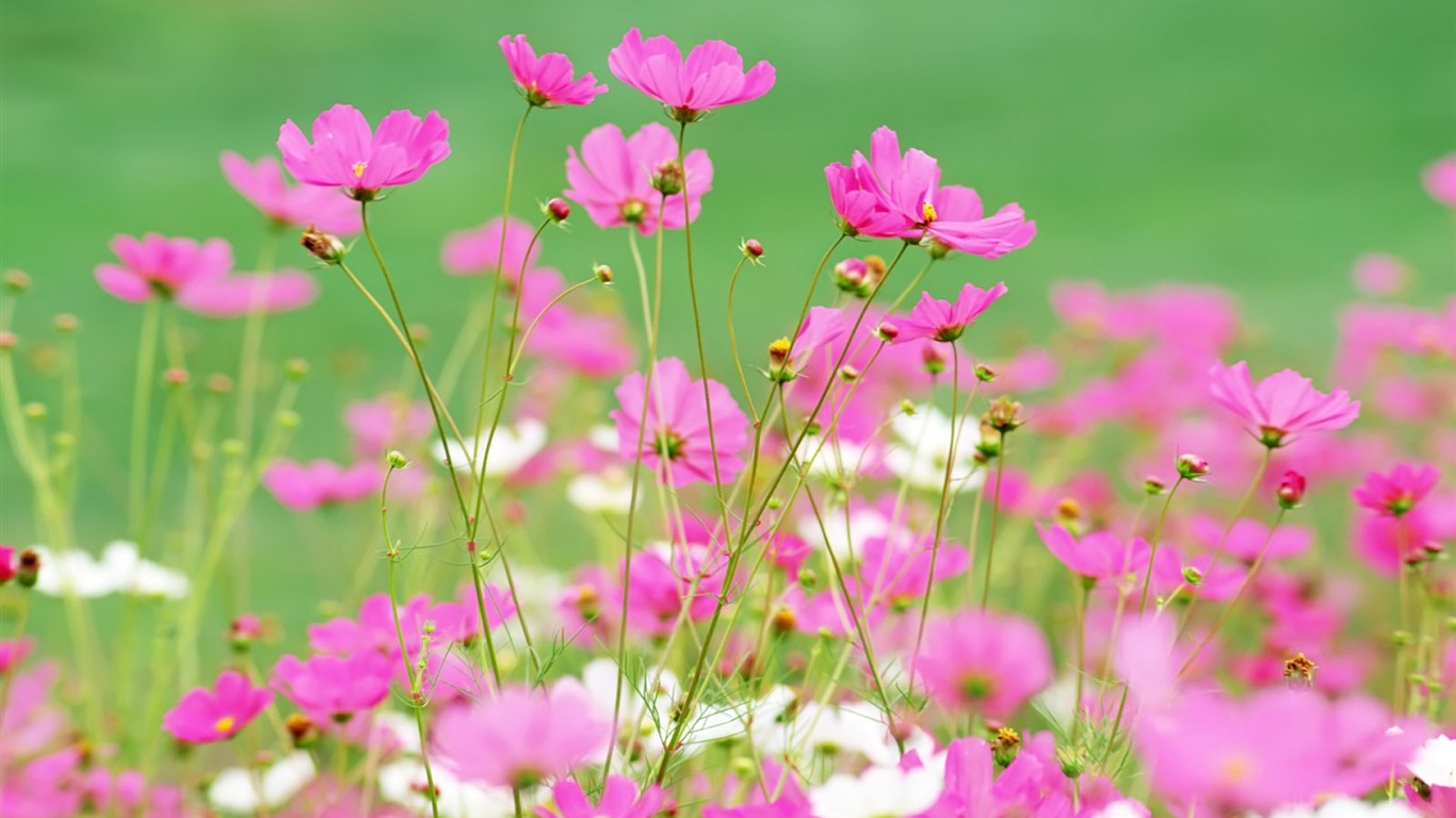 Hazy hermosas flores fondos de escritorio de alta definición #15 - 1366x768