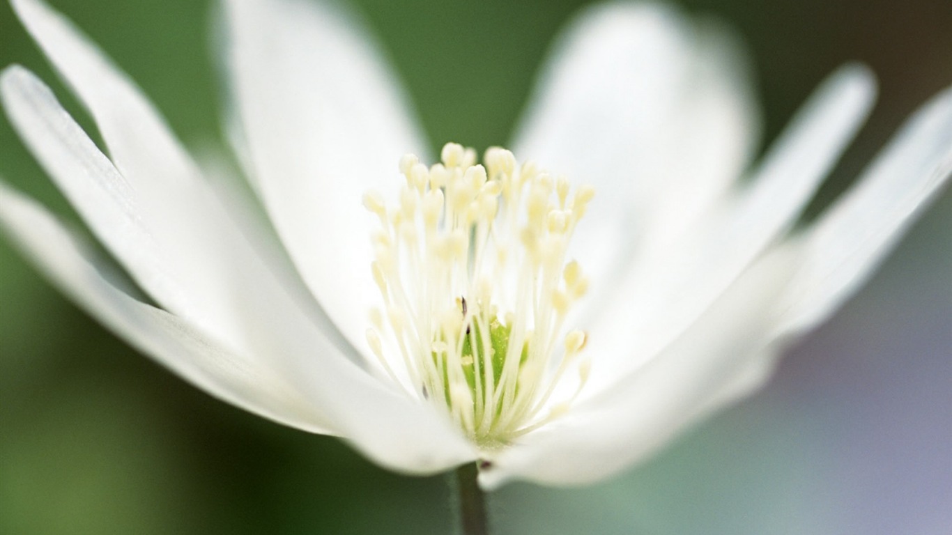 Hazy belles fleurs d'écran HD #16 - 1366x768