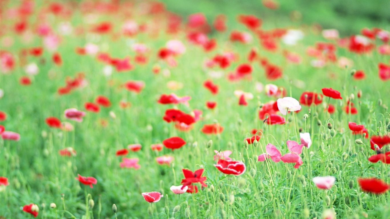 Hazy belles fleurs d'écran HD #17 - 1366x768