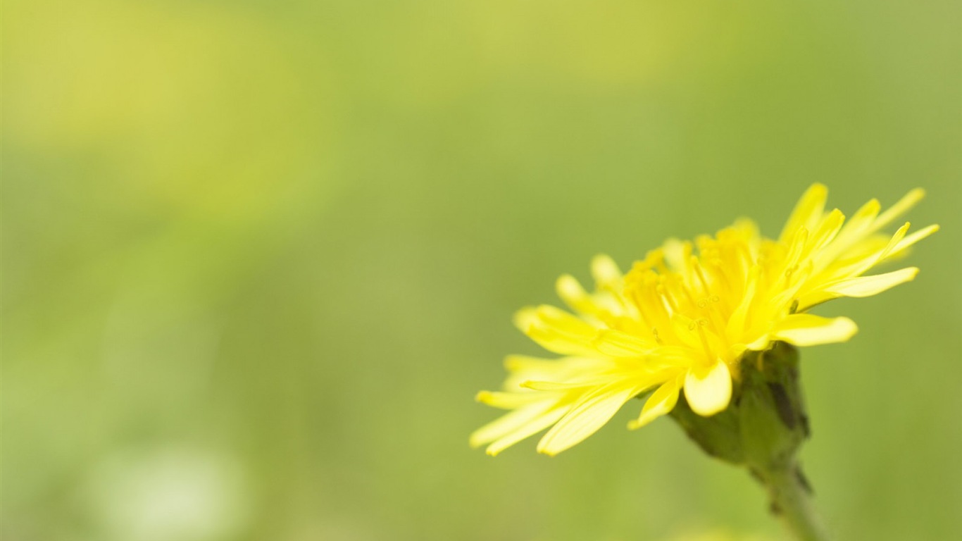 朦朧唯美花朵高清壁紙 #18 - 1366x768