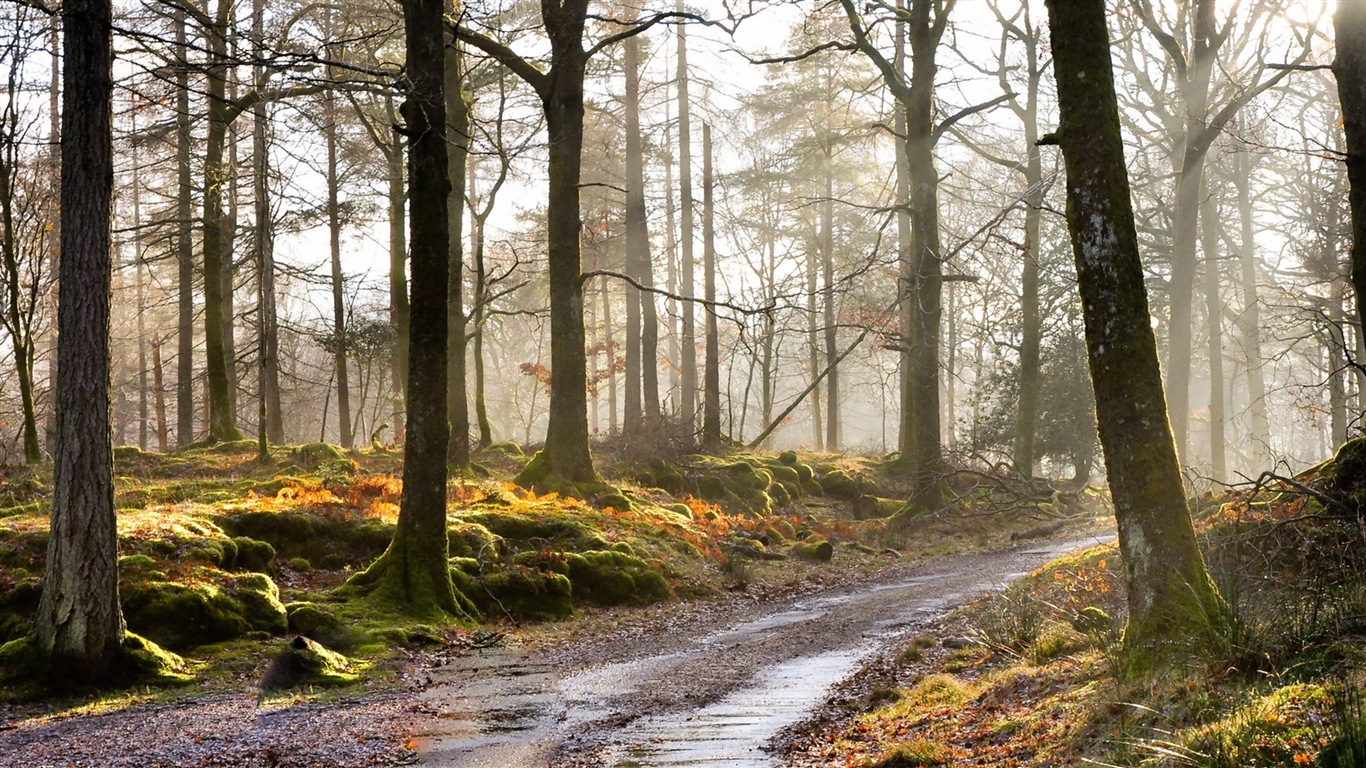 Soleil lacs de la forêt beauté de la nature d'écran HD #9 - 1366x768