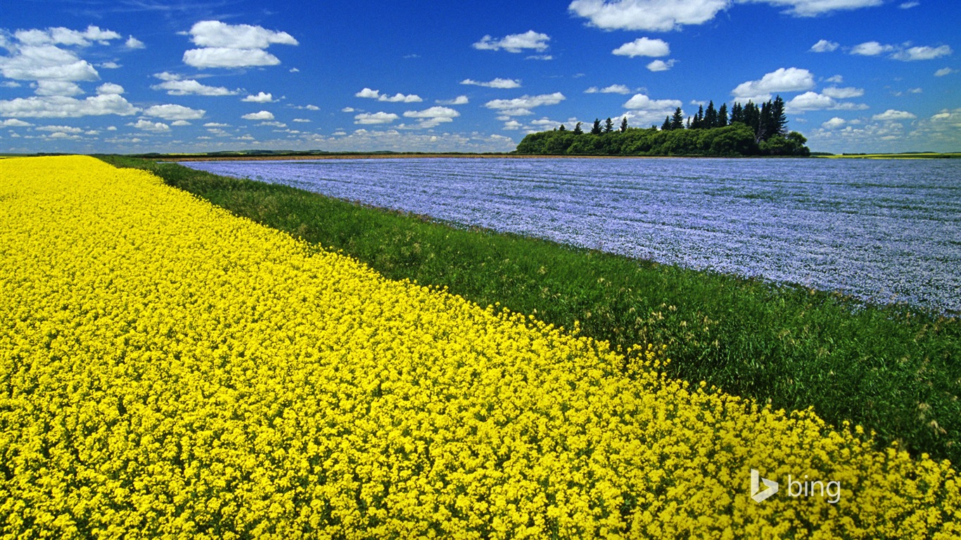 Října 2014 Bing scenérie HD Tapety na plochu #20 - 1366x768