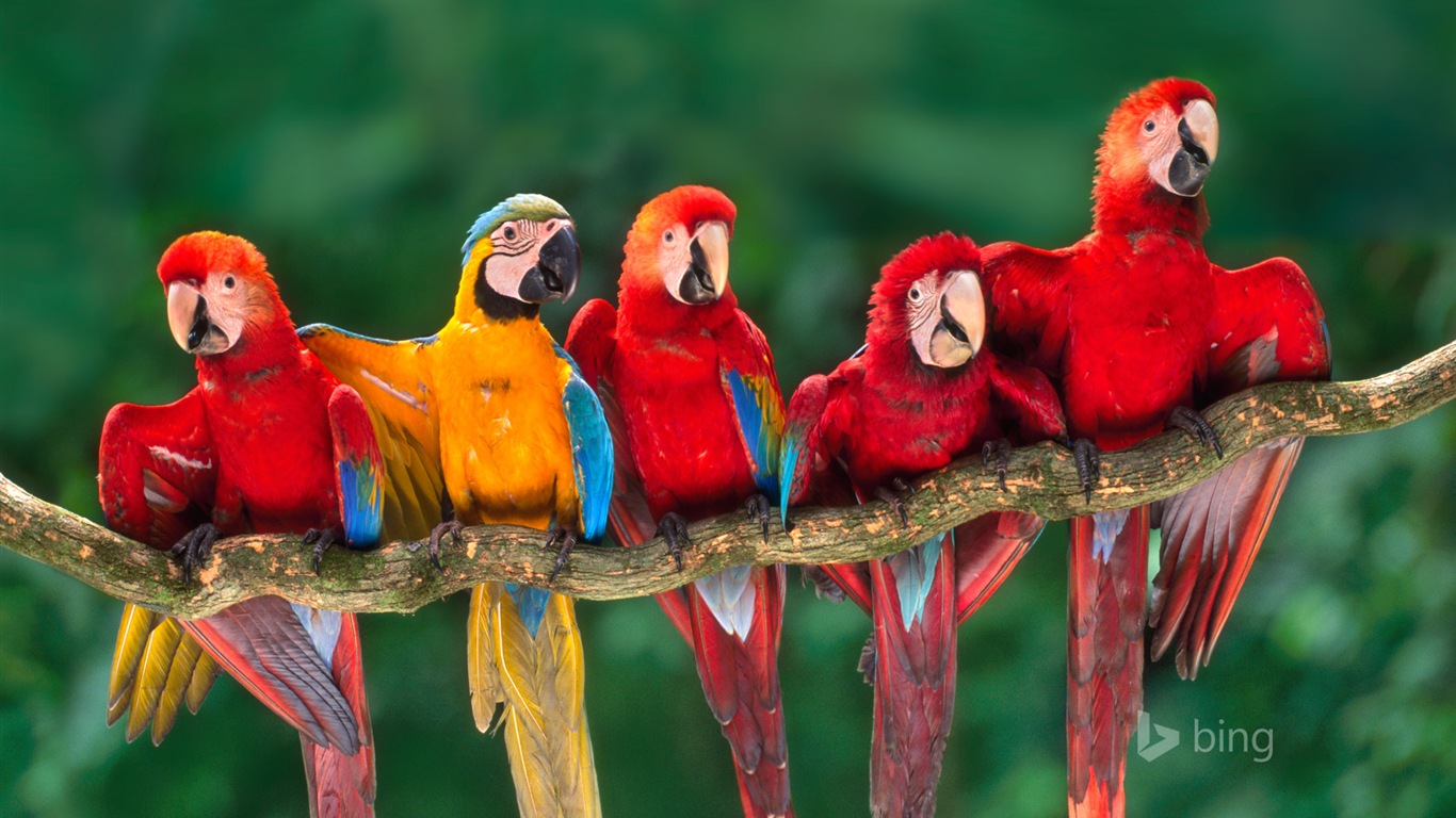 Octobre 2014 thème des animaux Bing fond d'écran #1 - 1366x768