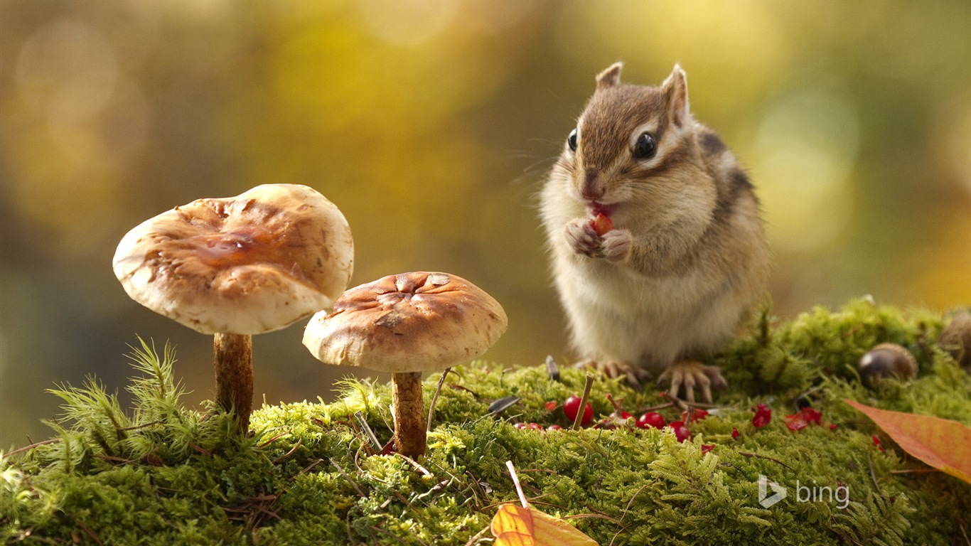 Října 2014 Bing zvíře téma wallpaper #2 - 1366x768