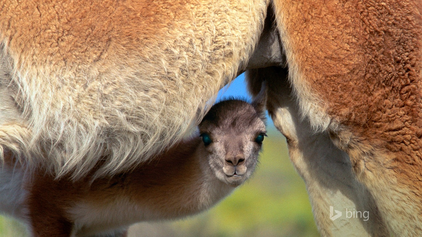 October 2014 Bing animal theme wallpaper #4 - 1366x768