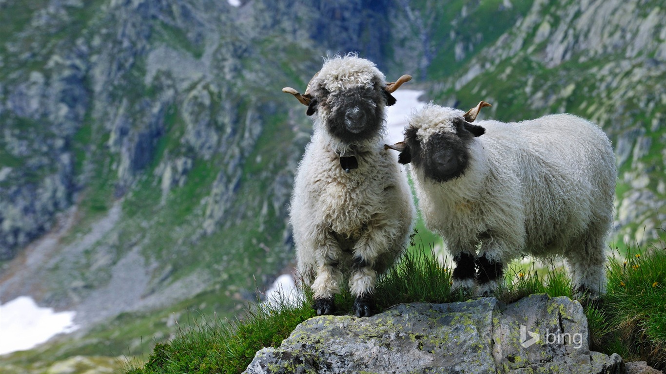 Octobre 2014 thème des animaux Bing fond d'écran #7 - 1366x768