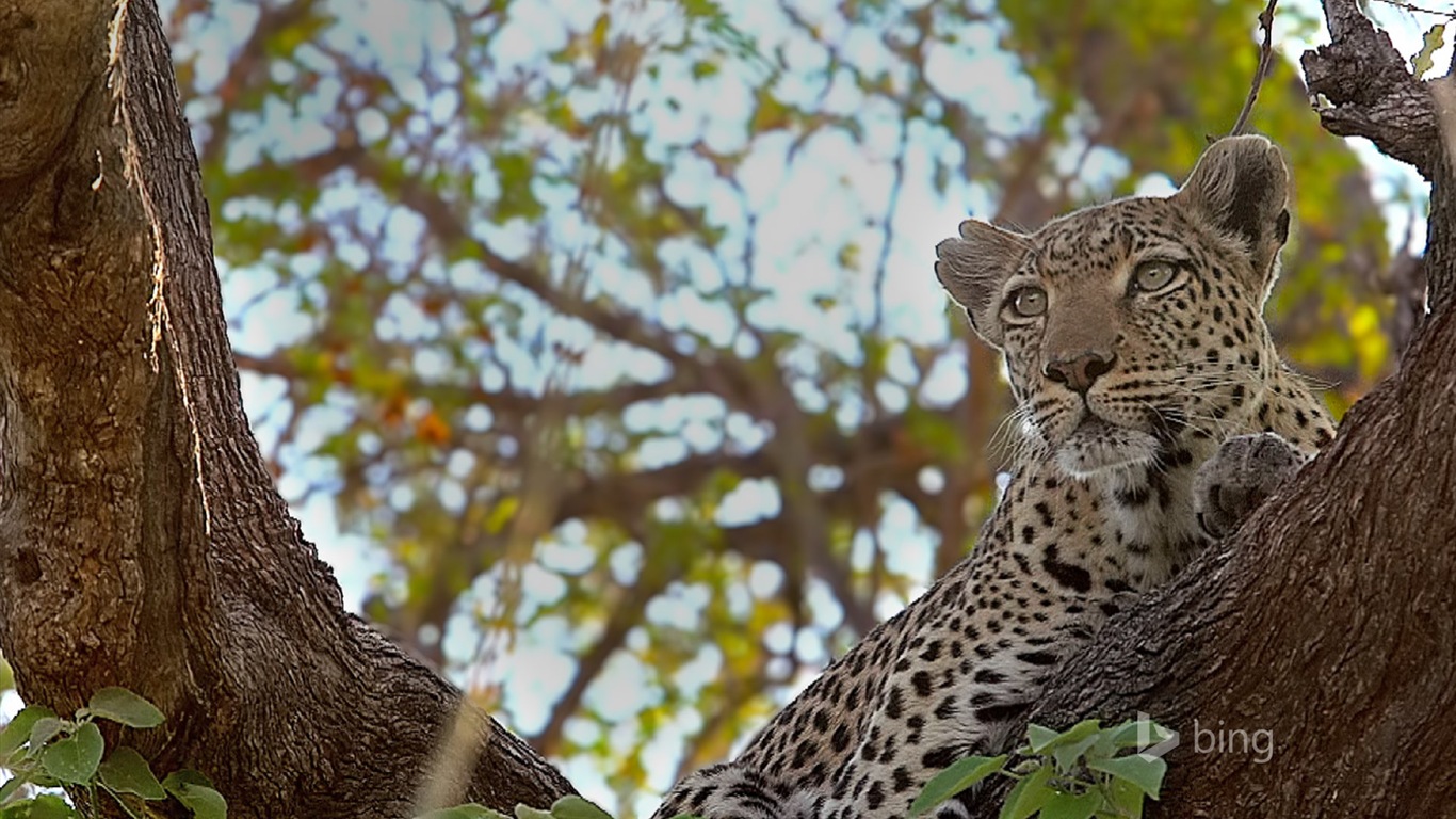 Octobre 2014 thème des animaux Bing fond d'écran #8 - 1366x768