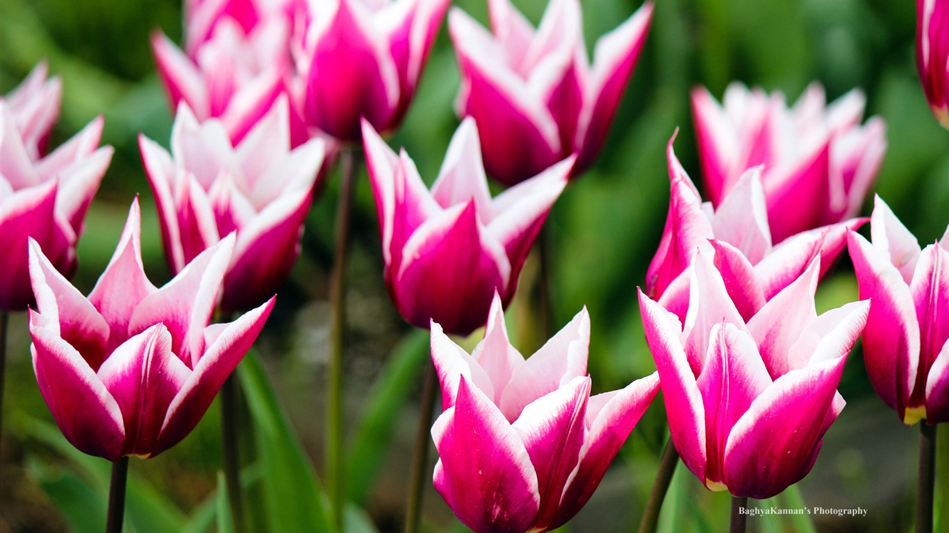 Krásné květy tulipánů, Windows 8 téma HD Tapety na plochu #1 - 1366x768