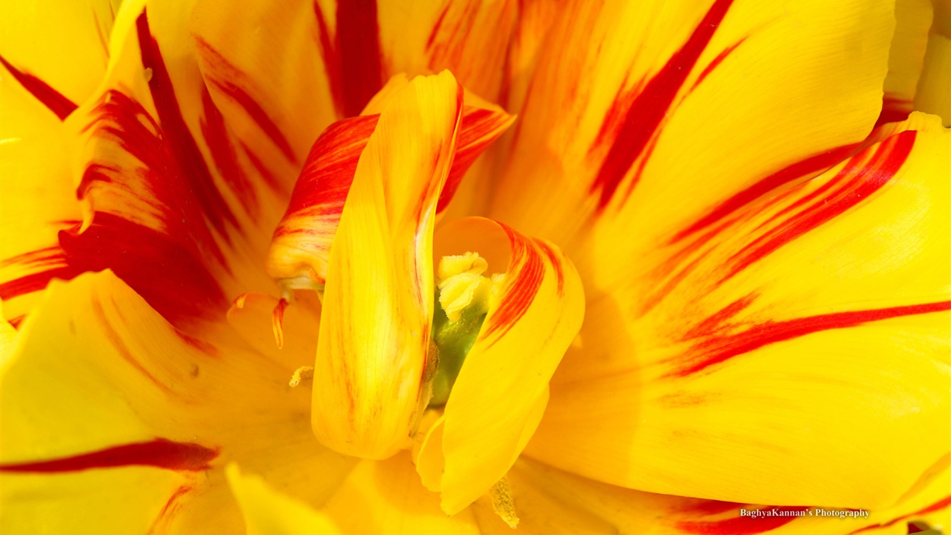 Belles fleurs de tulipes, de Windows 8 fonds d'écran HD à thème #2 - 1366x768