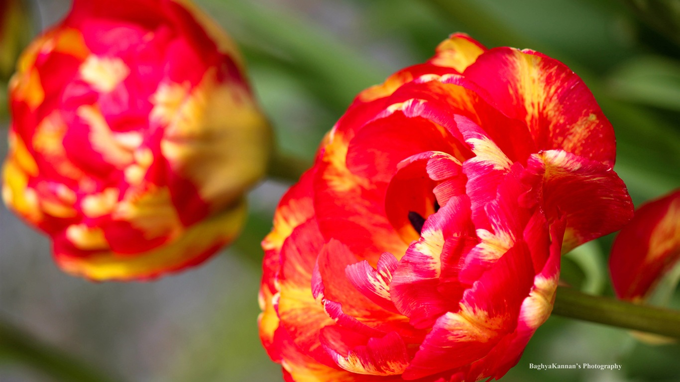 Belles fleurs de tulipes, de Windows 8 fonds d'écran HD à thème #3 - 1366x768