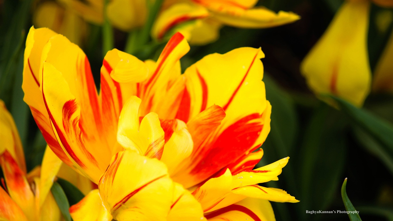 Belles fleurs de tulipes, de Windows 8 fonds d'écran HD à thème #4 - 1366x768