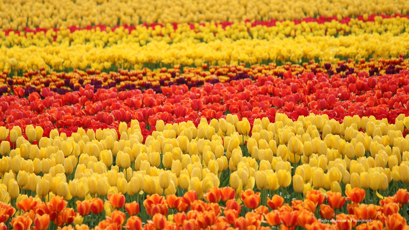 Belles fleurs de tulipes, de Windows 8 fonds d'écran HD à thème #5 - 1366x768