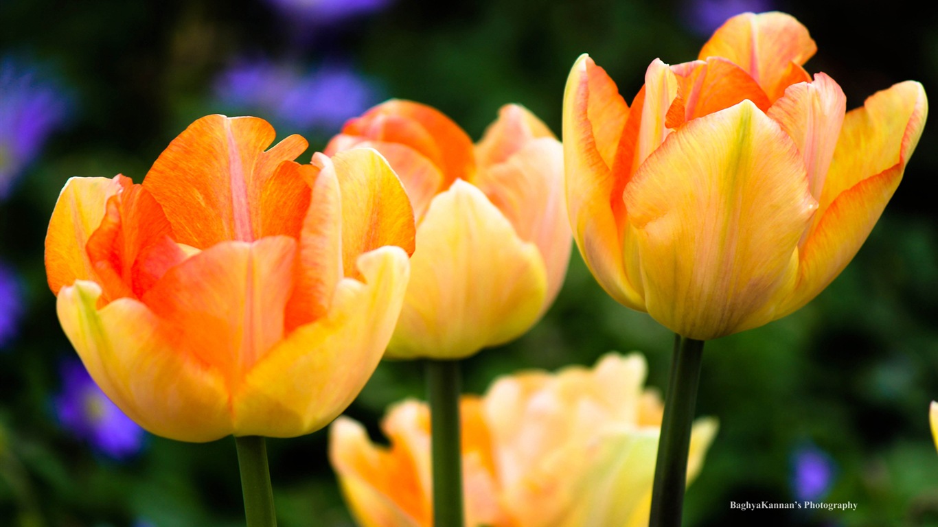 Belles fleurs de tulipes, de Windows 8 fonds d'écran HD à thème #6 - 1366x768