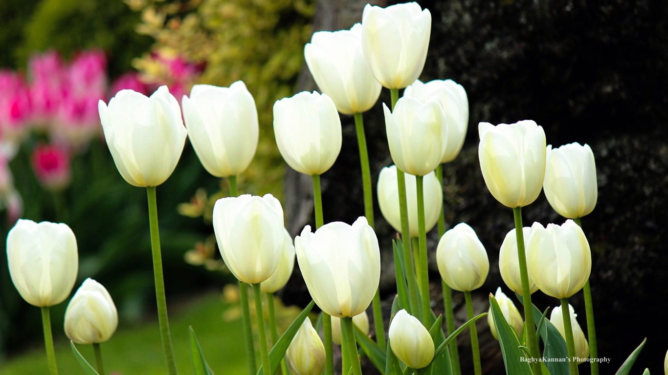 Beautiful tulip flowers, Windows 8 theme HD wallpapers #7 - 1366x768