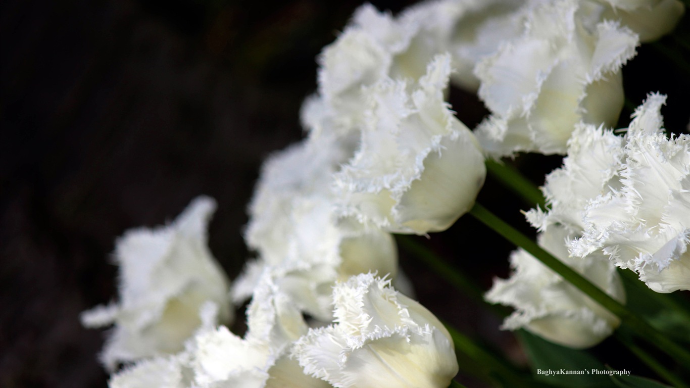 Krásné květy tulipánů, Windows 8 téma HD Tapety na plochu #8 - 1366x768