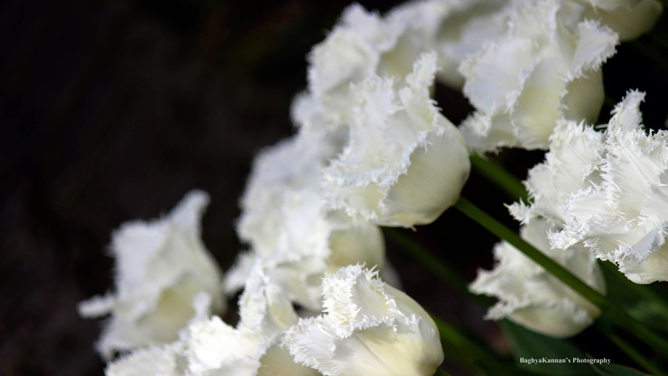 Belles fleurs de tulipes, de Windows 8 fonds d'écran HD à thème #8 - 1366x768