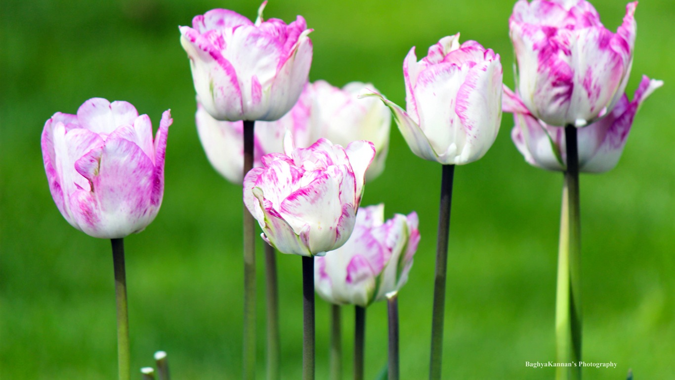 Krásné květy tulipánů, Windows 8 téma HD Tapety na plochu #9 - 1366x768