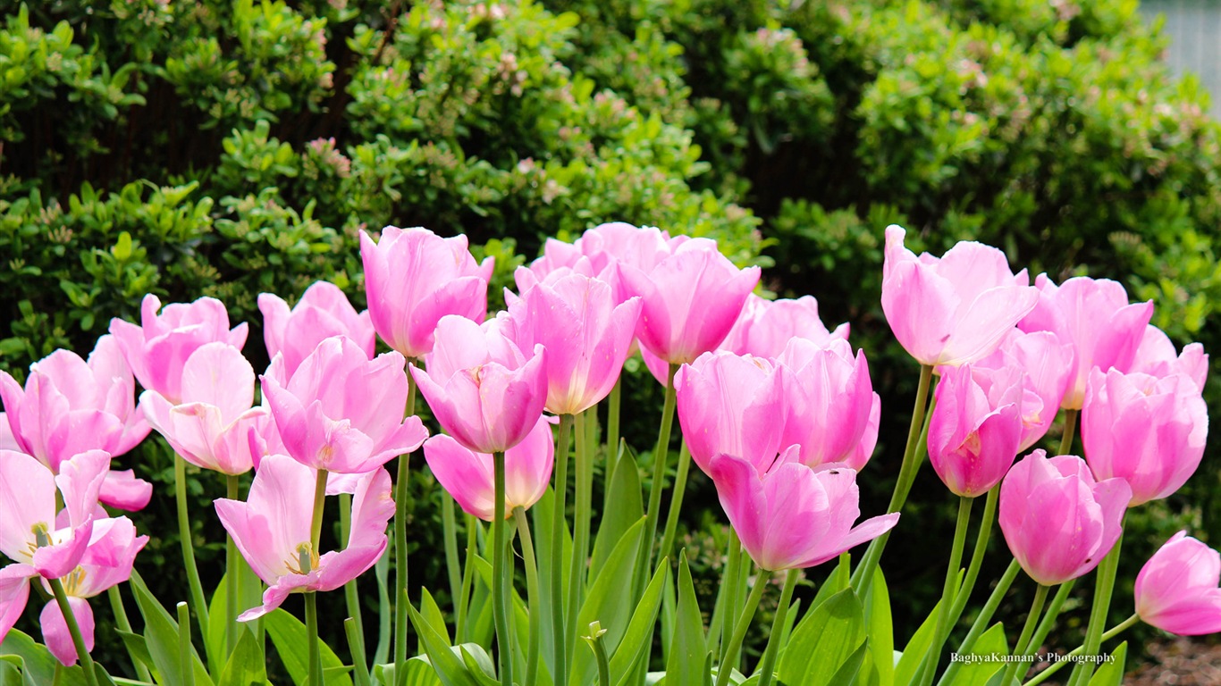 Belles fleurs de tulipes, de Windows 8 fonds d'écran HD à thème #10 - 1366x768